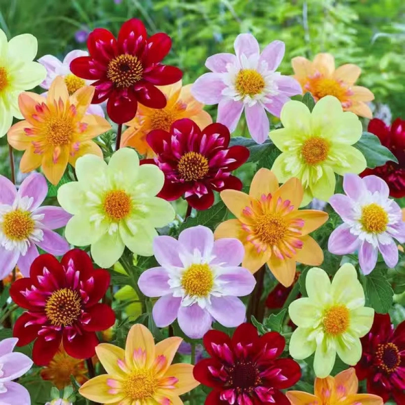 Семена подсолнечника четырех сезонов, семена маленьких георгин, семена цветов в горшках для балкона, красочные семена цветов для внутреннего и наружного двора.