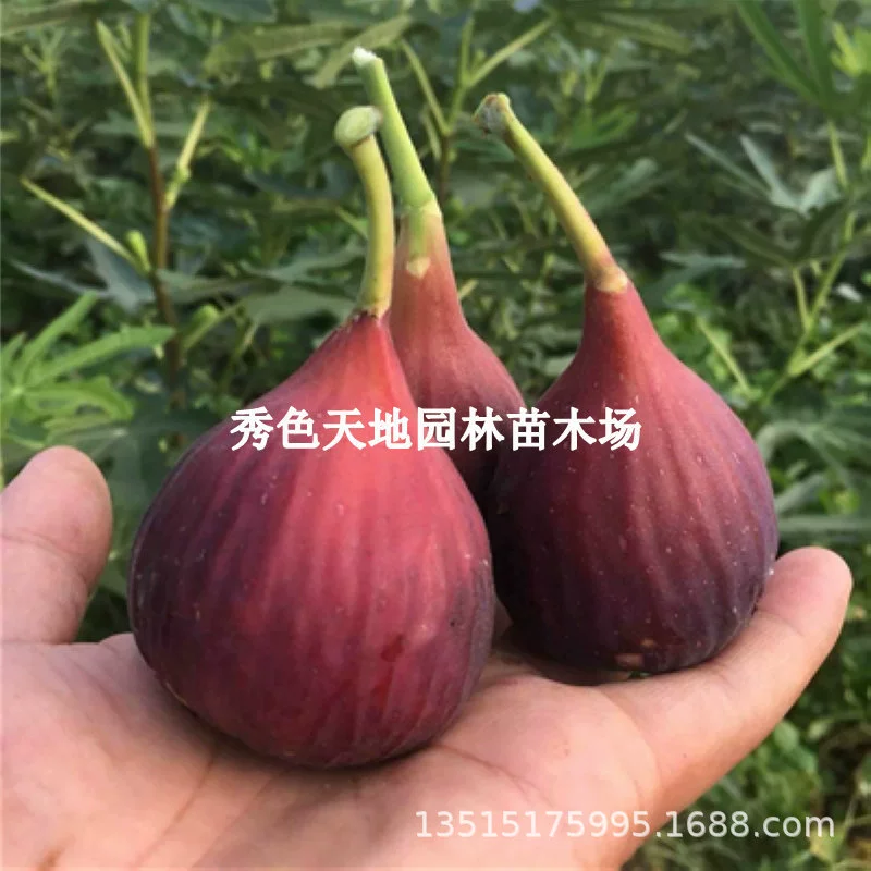 Посадка саженцев красного инжир в горшке