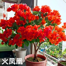 ��������÷�ڻ������������~÷���ļ��҃�ͥԺ�̨�ͺ�����÷�Ϙ�