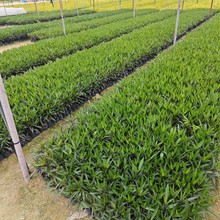 2503B���J�������Ի��طNֲ�ļ��_��ͥԺ�Nֲ�Gֲ���̾G��