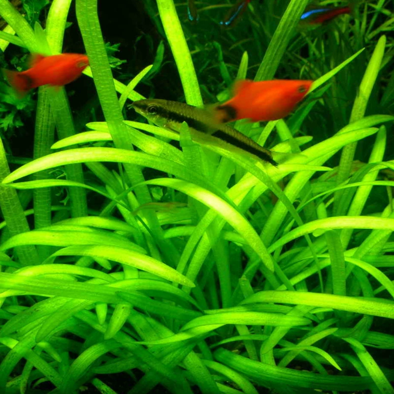 Оптовая Продажа с фабрики Аквариум Ландшафтный дизайн живые водные растения хорошее разведение Мини маленькая вода Орхидея водные растения переднего плана Трава Аквариум среднего обзора