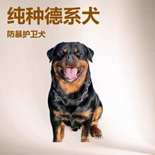 定制纯种德系罗威纳防暴犬大型护卫犬宠物活体狗狗军警犬工作犬