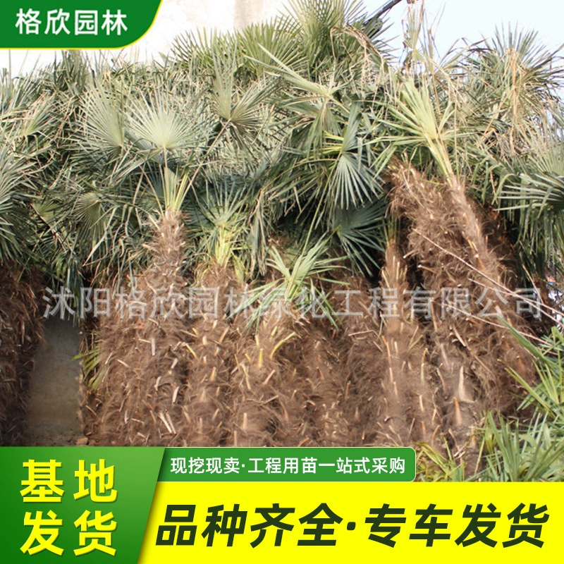 Пальмовый саженец Базовая цена оптом Проект зеленой рассады Зеленый пальмовый саженец продажи уличные деревья