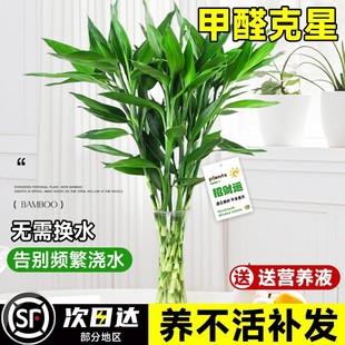 Rich Bamboo Hydroponic Plant for Living Room, Fortune-Attracting Thick-Stemmed Bamboo with Roots, Water-Cultured Potted Green Plant, Indoor Water Bamboo