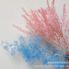 【永生刺梨】永生花 干花 刺梨 30克