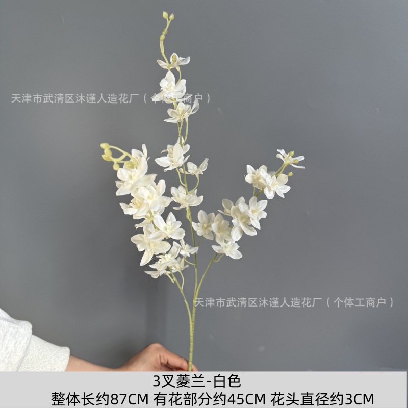 세 갈래의 마름모 난초
