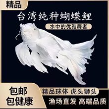 顺丰台湾纯种蝴蝶鲤鱼球体短身大鳍长尾冷水鱼锦鲤红色观赏鱼苗