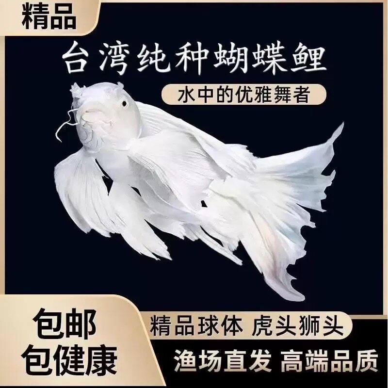Sf Express Taiwan Purebred Butterfly Carp, Short-Bodied, Large Fin, Long Tail, Cold-Water Fish, Koi, Red Ornamental Fish Fry