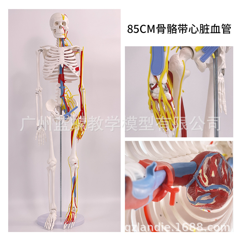 85cm�������ģ��170cmȫ�����˹Ǽ�����ģ��С���ý�ѧ��׵ģ��