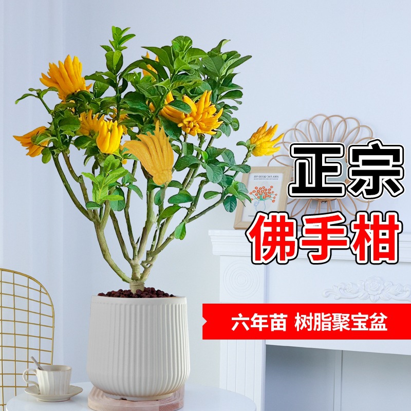 6년근 베르가못 + 황백색 수지 풍요의 뿔(과일이 있는 과일 단계)