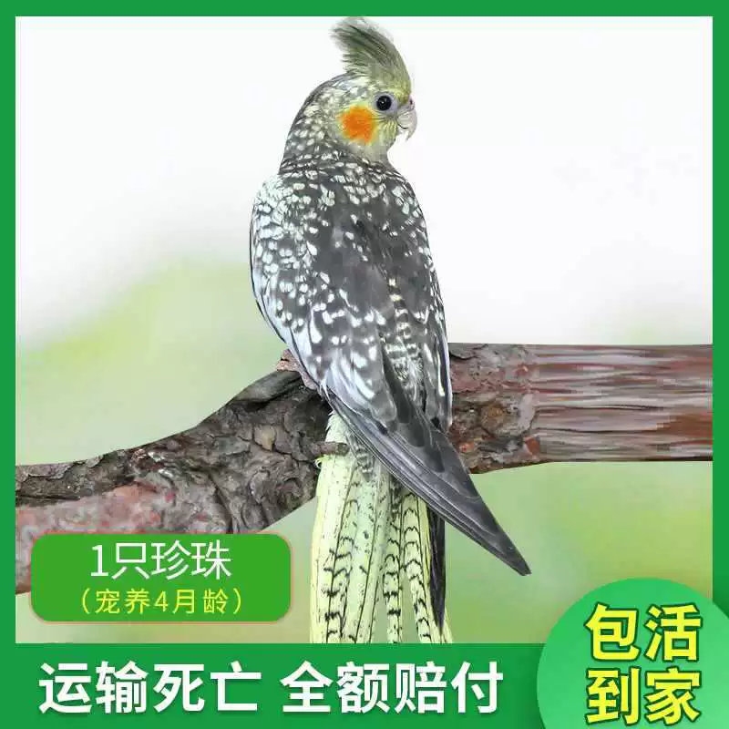 Попугай Xuanfeng для содержания и тренировок, обучение речи, домашний питомец, пара птиц может содержаться вместе