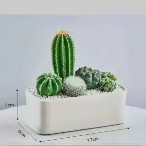 Plantas suculentas cactus plantas en maceta cactus de oficina planta en maceta cactus plantas en maceta flores en maceta