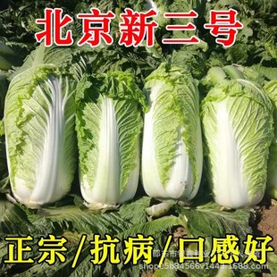 ��������̖��ײ˷N���＾�����ͺ�����r�Ҵ���ߘ�Ͳ�ײ��ѷN��