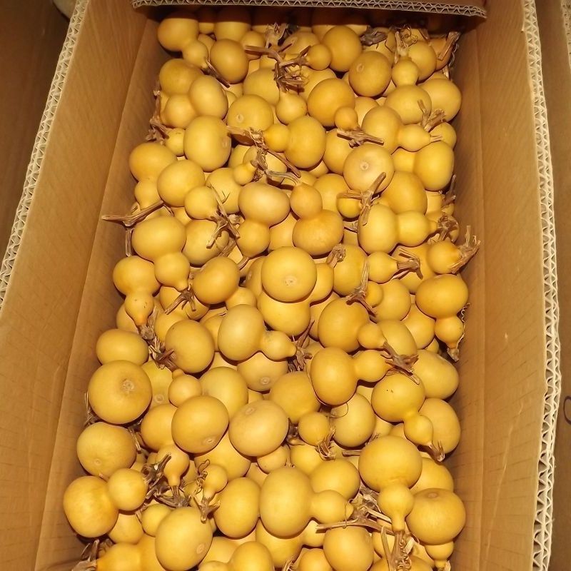 ヒョウタンのペンダントの大きいサイズの置物の野生は蛇口の文を持って小さいヒョウタンを遊びます。|undefined