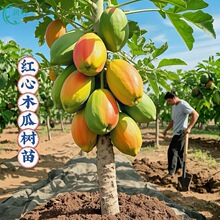 广西改良矮化木瓜苗冰糖牛奶红肉木瓜大青水果黄金木瓜苗四季种植