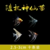 2-3cm random fairy 10 get 2 spares
