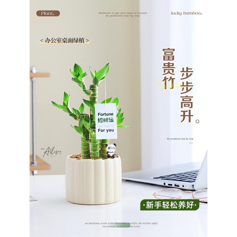 Feng Shui Lucky Bamboo Small Potted Plant Office Greenery Flower Indoor Desktop Decoration Living Room Easy-To-Care Plant