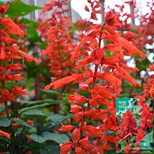 ���l��һ���t�N�Ӱ����t�ߴ��tһ���׷N���׻�׷N�ͺ����ܷN��