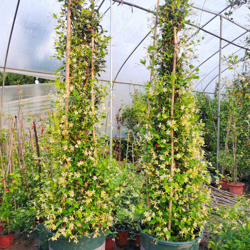 Windmill jasmine large seedlings, mature plants, climbing plant, evergreen flowering balcony vine flower, white Italian liana