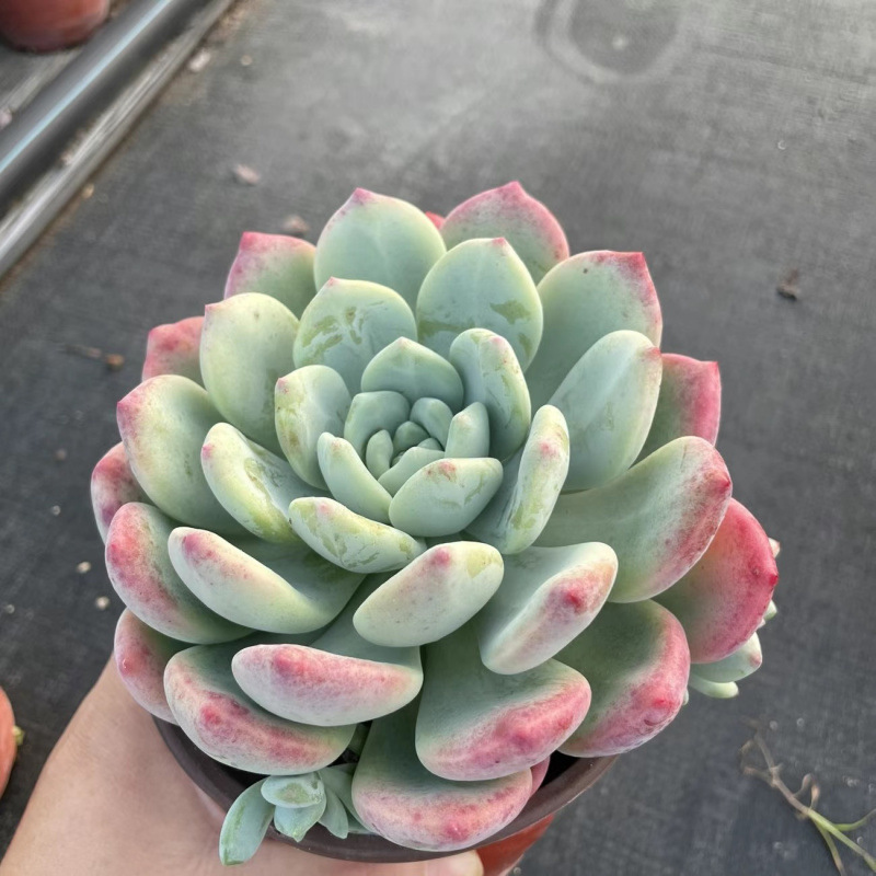 왕수는 약 12cm입니다. (플라스틱 화분과 함께 배송됩니다.)