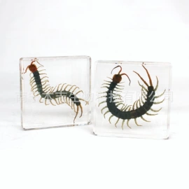 树脂工艺品;生物教学器材;标本