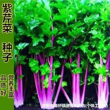 �ļ��t���۷N�Ӽt�۲˷N����ɫ�������߲��̨�ѷN��ζ�⼚�۲˷N