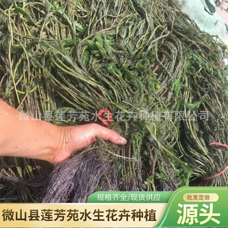 耐寒穗花狐尾藻批发  承接穗状狐尾藻种植