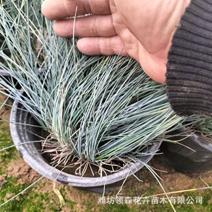 �{��é�玧���l؛�ļ����G�͟��ͺ���ɫϵ�{��é���Եر����Rֲ��