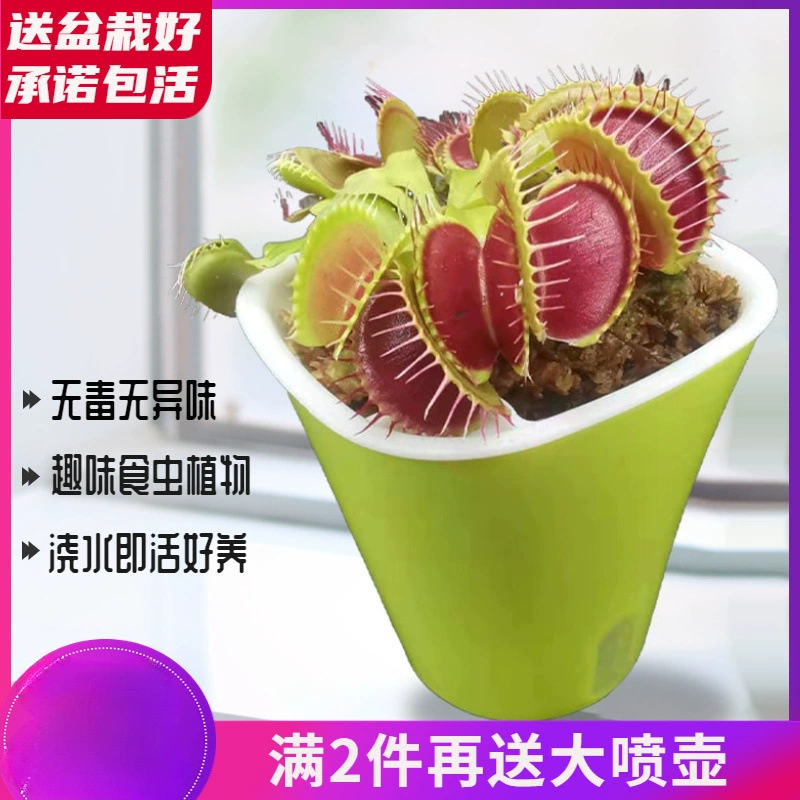Пиранья, ленивая насекомая, маленькое растение в горшке, ловушка для мух, растение в клетке для свиней, ловушка для насекомых, растение от комаров, легко разводить комаров
