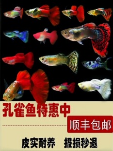 ��ȸ�~���wС�͟Ꭷ�~�߶��Pβ�Y�������ˮ���B̥���~��ˮ�^�p�~