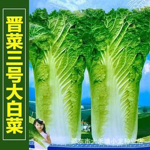 ���ڕx����̖��ײ˷N������߮a��ײ˷N�ݴ������ļ��߲˷N��