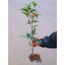 四季桂花树苗盆栽实原生桂花日香桂月桂天香台阁花佛顶珠地盆景