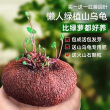 ɽ����ֲ��𲻓Q�N�����Լt�وA�~�҃��̨�����^�~ˮ����B�Gֲ