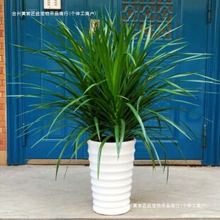 ��횘������҃ȷ�ݗ������ȩ���^��Ѫ���F���;Gֲ�ﻨ�ܺ��B�͏d