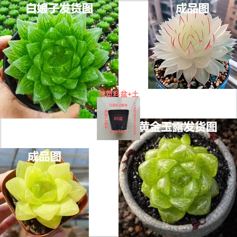 White Snake + Gold 0kg [조합] 의미: 돈이 굴러들어온다