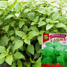 大叶荆芥种子河南蔬菜阳台四季盆栽易种菜种籽农家庭院种植易发芽