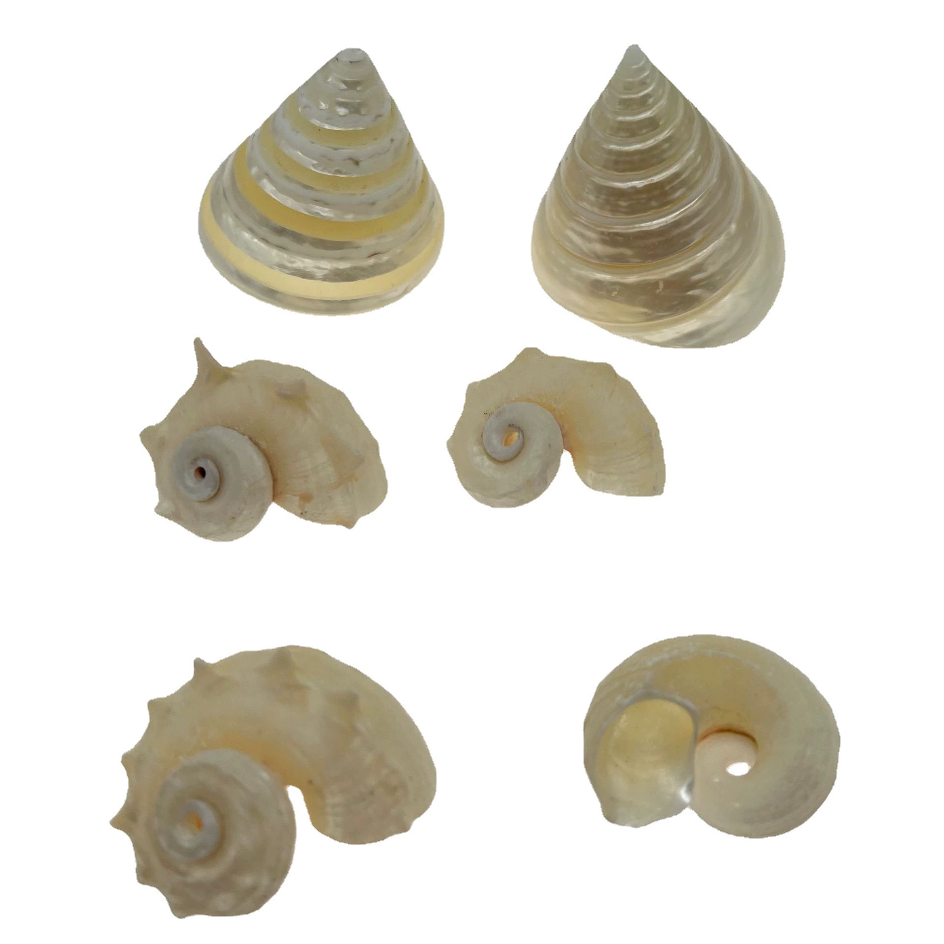 Study natural shell conch fluorescer tower snail tank landscaping decorative shell conch DIY crafts