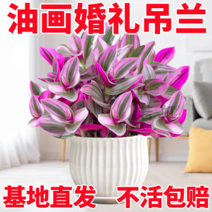�ͮ���Y���m������¶�m��������Gֲ�M�ں��B���҃��������ֲ��
