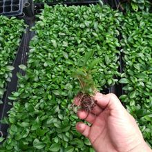 Դ�^�����҃��^�~ֲ�������߅���񽷲ݽM���绨��ֲ��N�����l