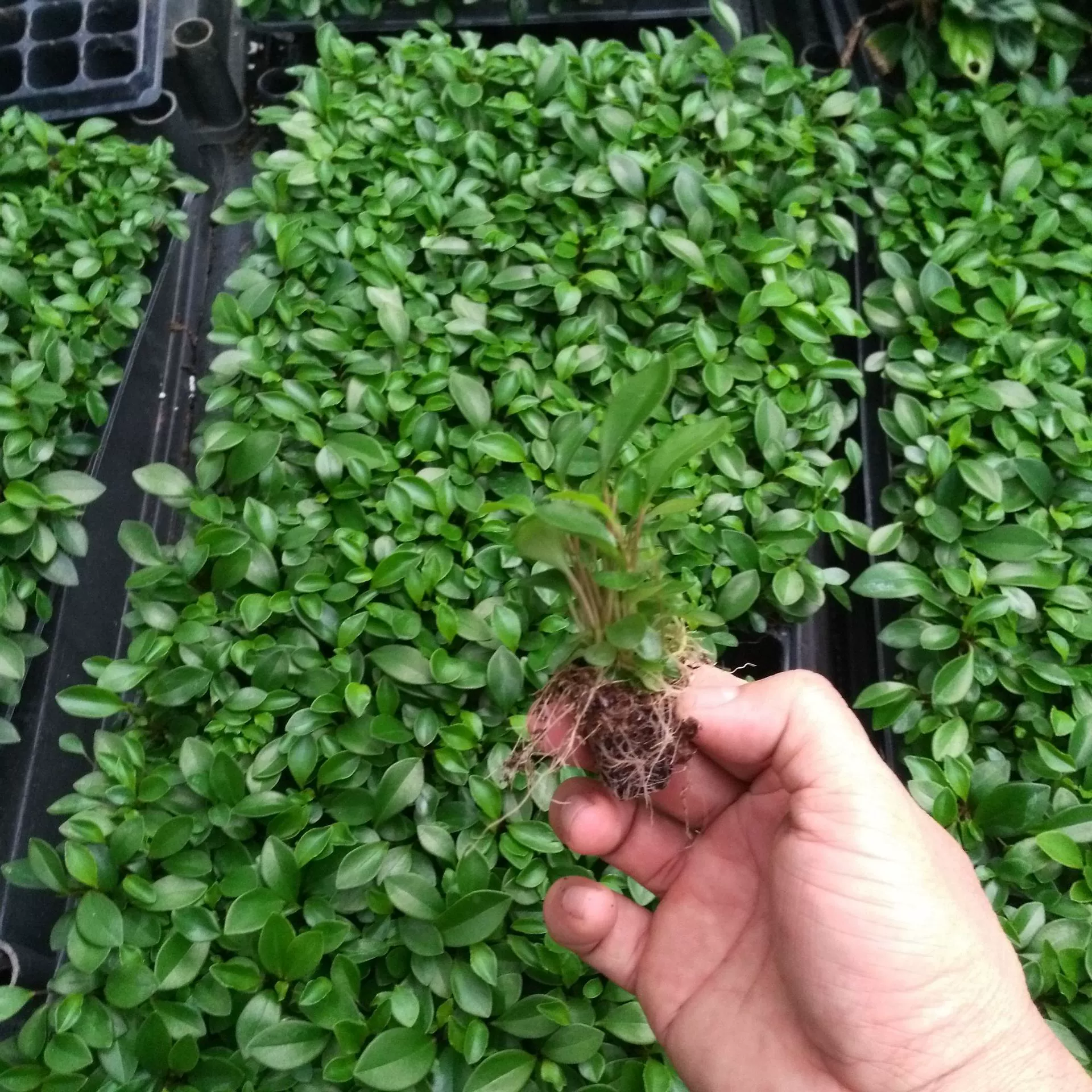 Поставщик комнатных растений, база для выращивания рассады травы «жади» с фиолетовой окантовкой методом тканевой культуры, оптовая продажа рассады цветущих растений