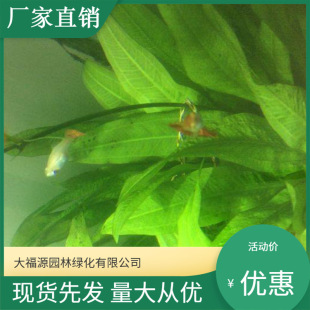 Direct Supply from the Base, Large Quantity of Duckweed, Complete Specifications, High Survival Rate, Planted in the North and South