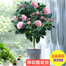 茶花盆栽五色赤丹带花苞四季山茶花树苗香妃茶花室内室外花卉绿植
