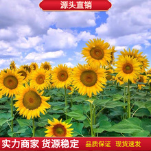 向日葵种孑四季播种高矮杆观赏室外阳台盆栽花种子庭院食用葵花籽