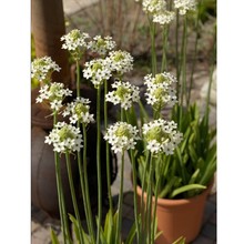 ľ�m���� ���Z�q�����a֮�ǷN�� �׻������f���� �}�ǰٺ�