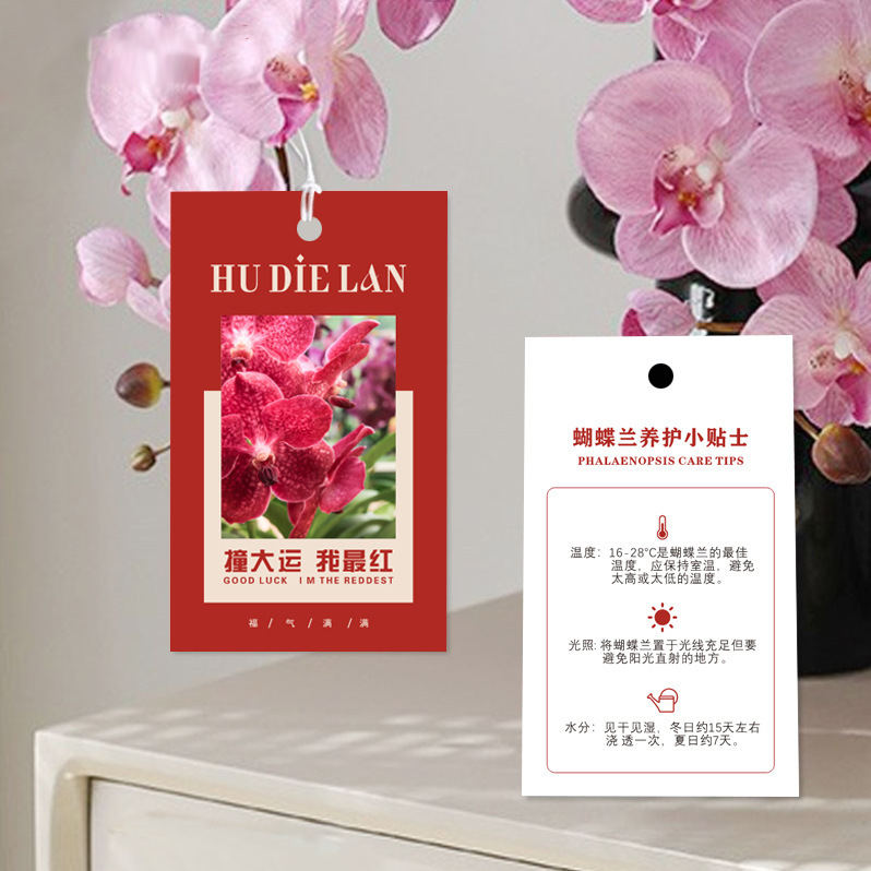 蝴蝶兰植物吊卡 鲜花绿植养护花店卡片印刷吊牌花材养护小知识