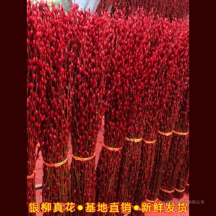 �y���滨�r֦�͏d�ɻ��[���tɫ��������ˮ��ֲ���҃ȸ�֦�t���r��