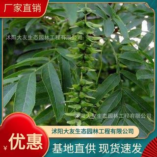基地批发 自产自销枫杨树苗 景区造景道路园林工程绿化苗