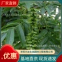 园林基地工程景区树苗