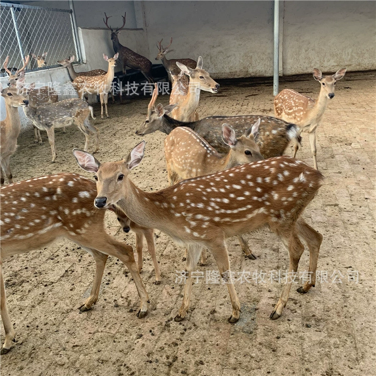 Где есть пятнистый олень, выращенный пятнистым оленем