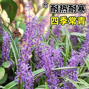 ��߅��������~������ͺ��ļ�����ͥԺ����ֲ�ﳣ�G�����ݰ�����